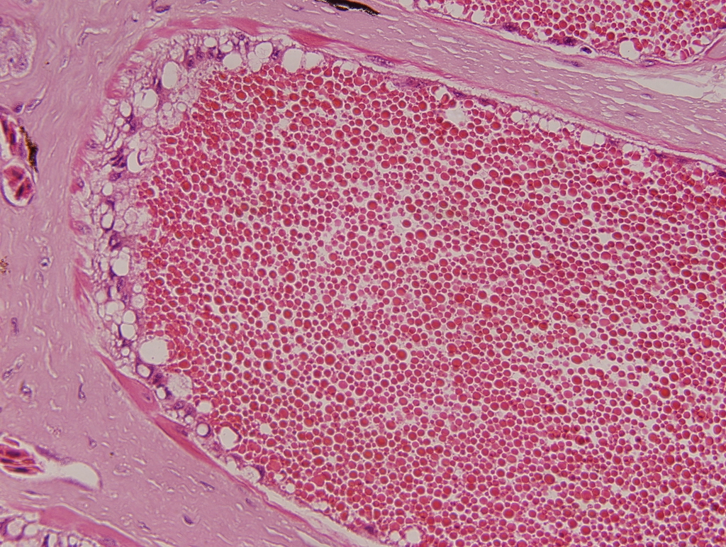 H.E 染色：一種動(dòng)物的腺體