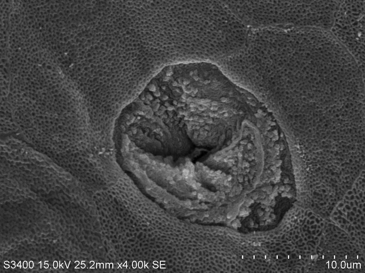 掃描電鏡： 一種動物的腺體