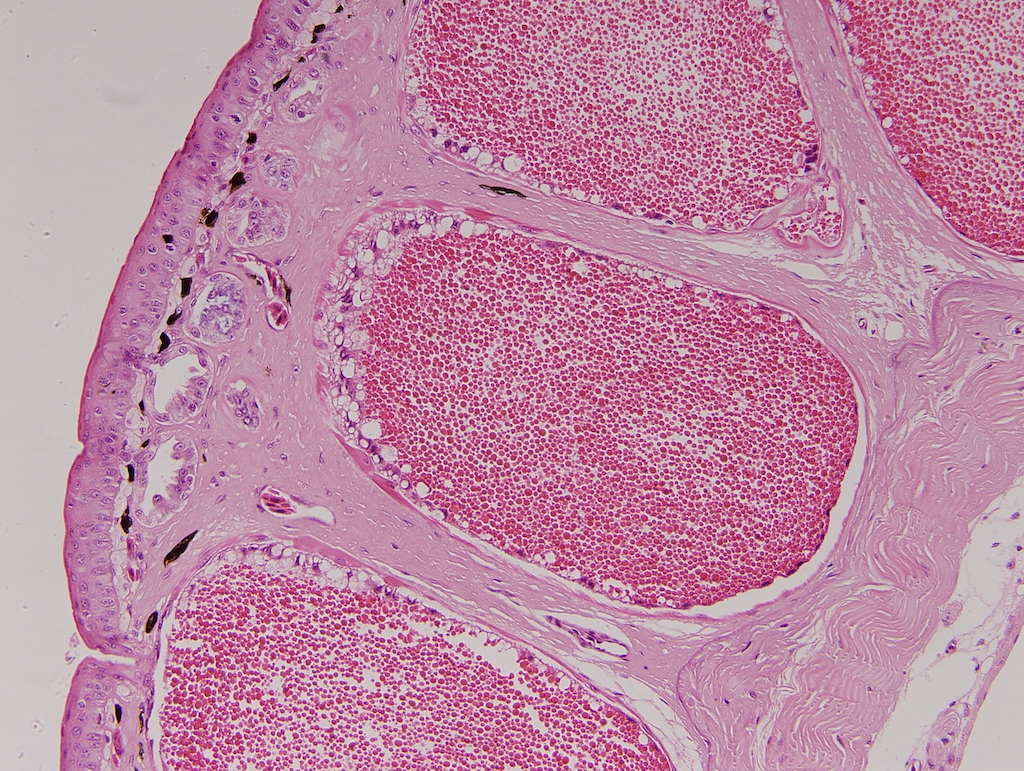 H.E 染色：一種動物的腺體