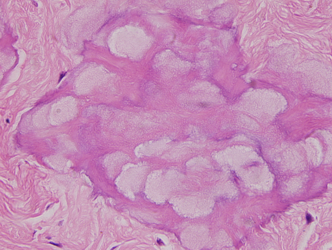 H.E 染色：一種動物的皮脂腺