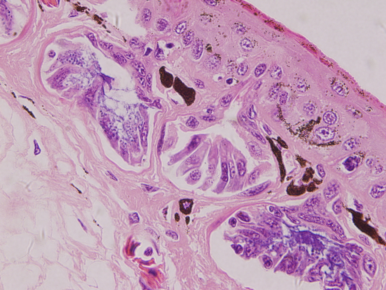 H.E 染色：一種動物的皮膚